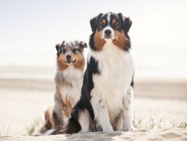 Fruehlingsgefuehle-ade, TopDog-Foto